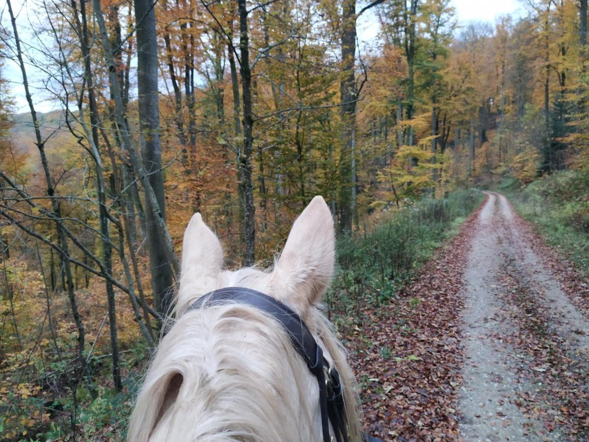L'Echappee Verte - Gite Equestre 5 Pers Soucht Екстериор снимка