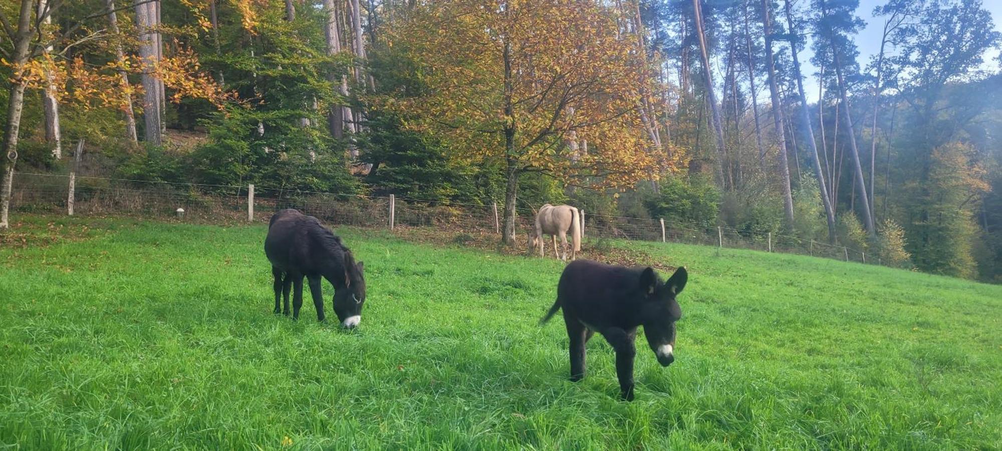 L'Echappee Verte - Gite Equestre 5 Pers Soucht Екстериор снимка