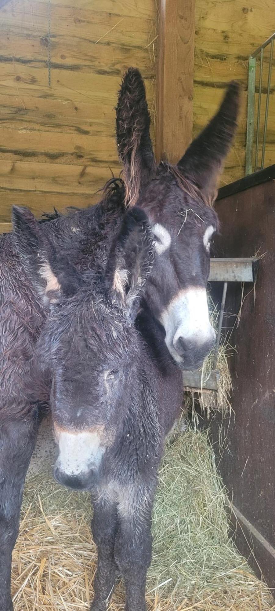 L'Echappee Verte - Gite Equestre 5 Pers Soucht Екстериор снимка