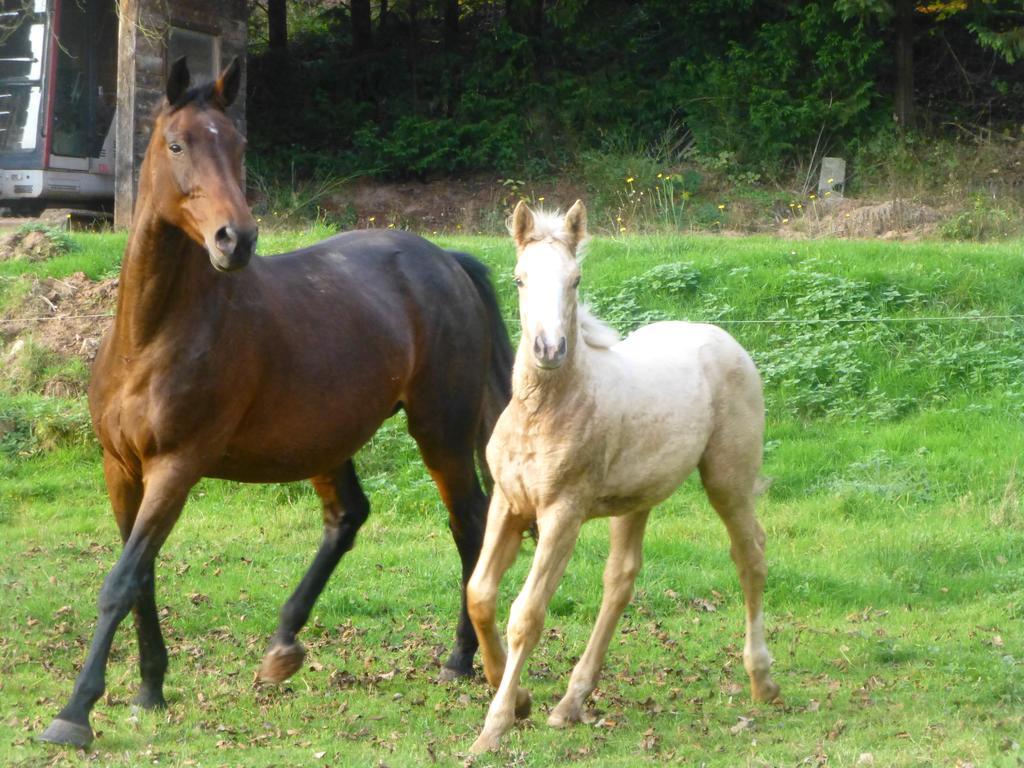 L'Echappee Verte - Gite Equestre 5 Pers Soucht Екстериор снимка