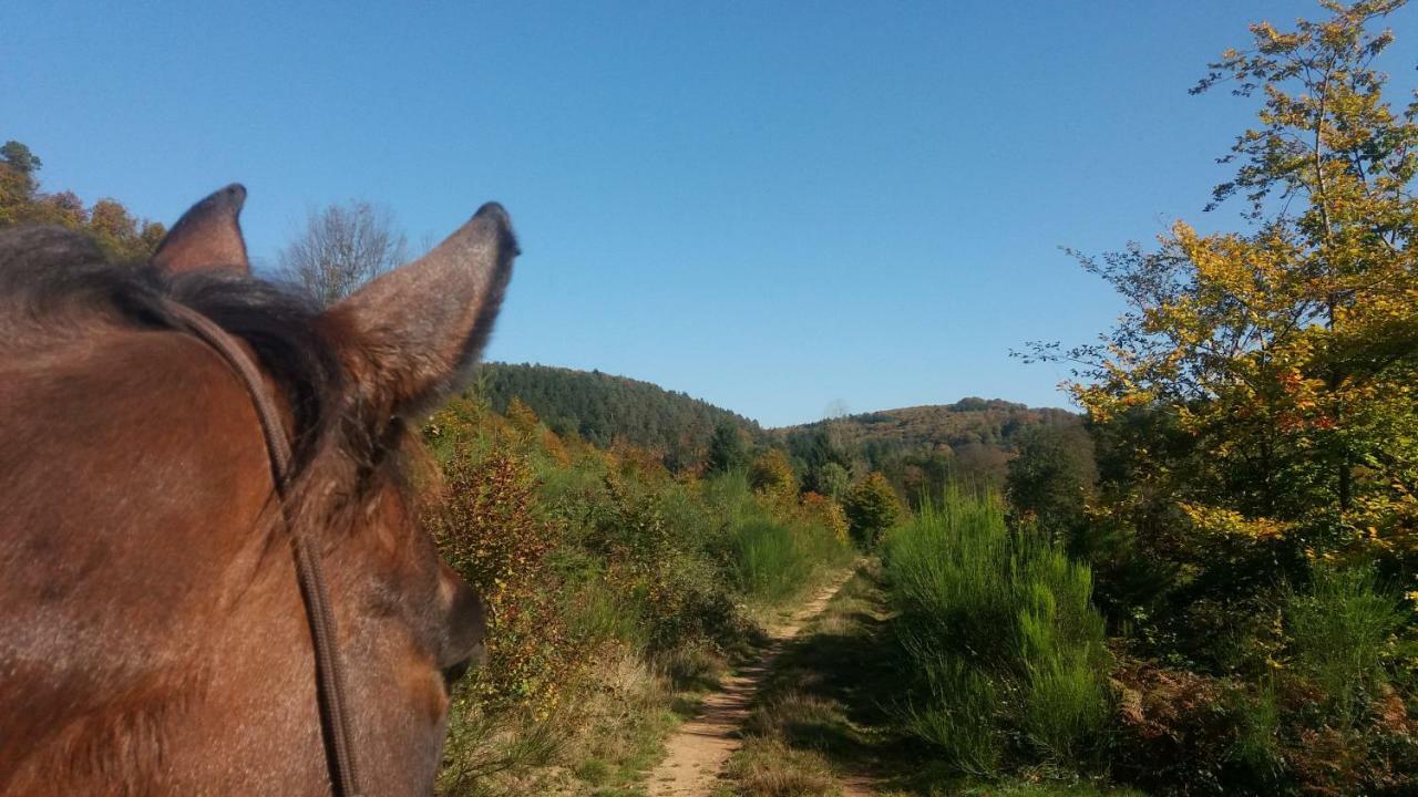 L'Echappee Verte - Gite Equestre 5 Pers Soucht Екстериор снимка